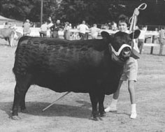 珍妮特·布兰查德年轻时的养牛计划
