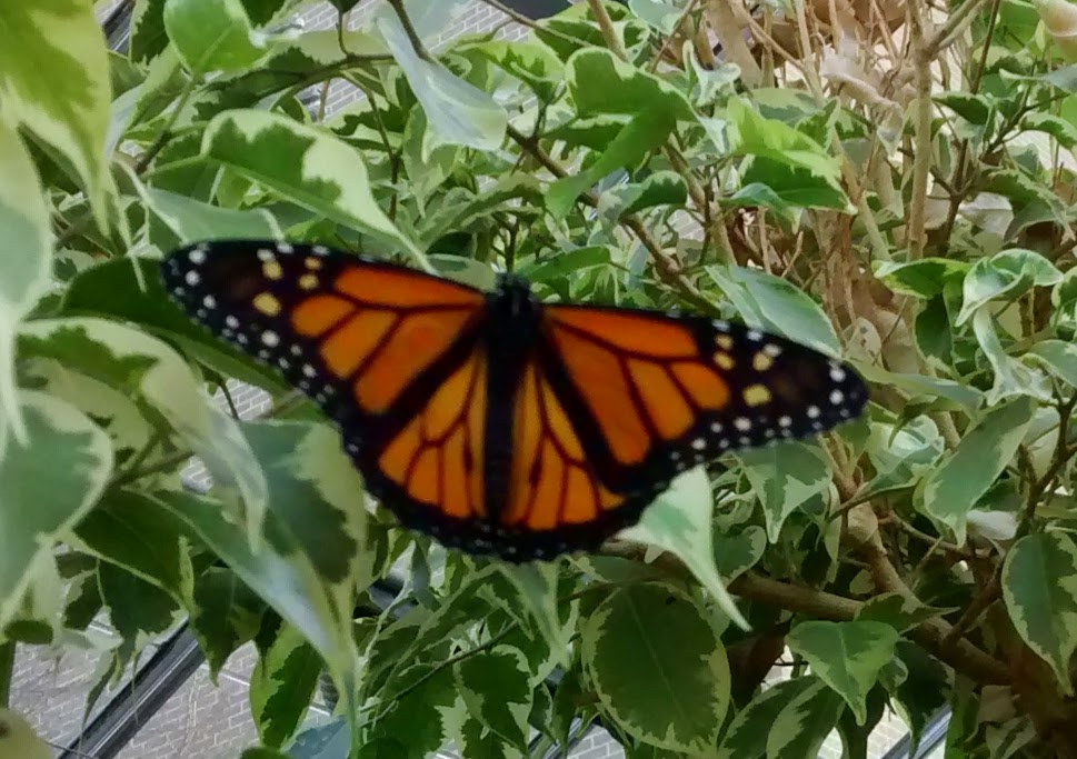 monarch蝴蝶