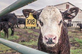 一头戴着耳标的小牛正看着摄像机。