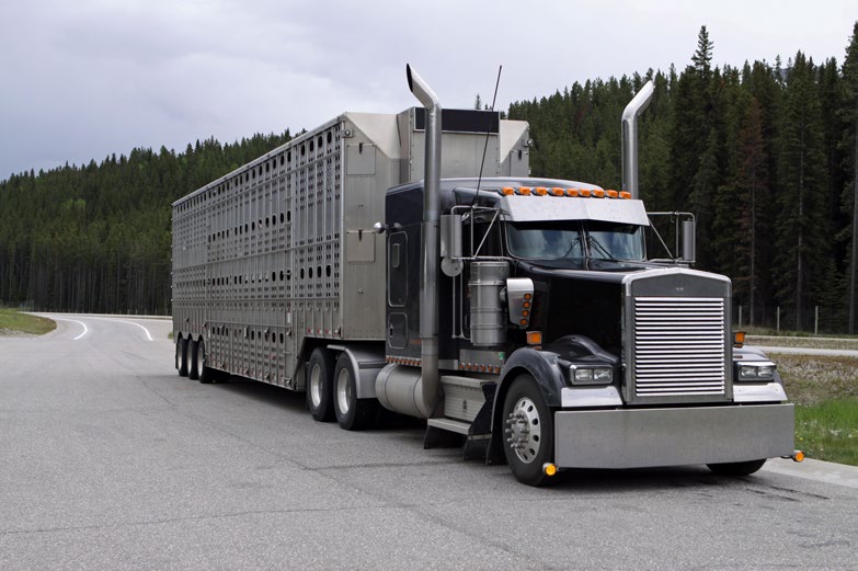牲畜运输车。