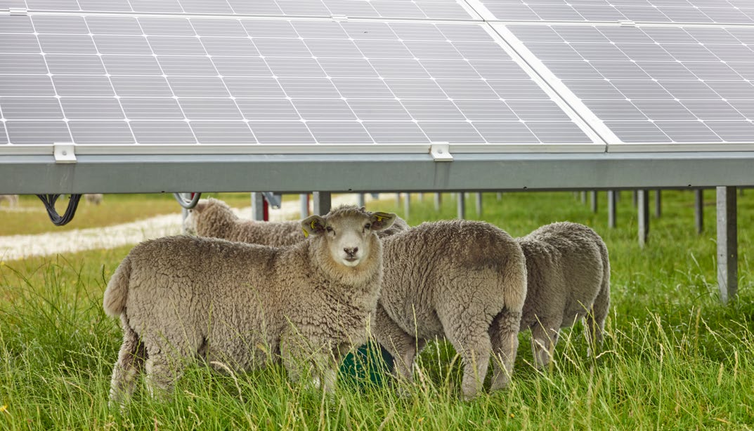 绵羊在太阳能电池板下吃草。