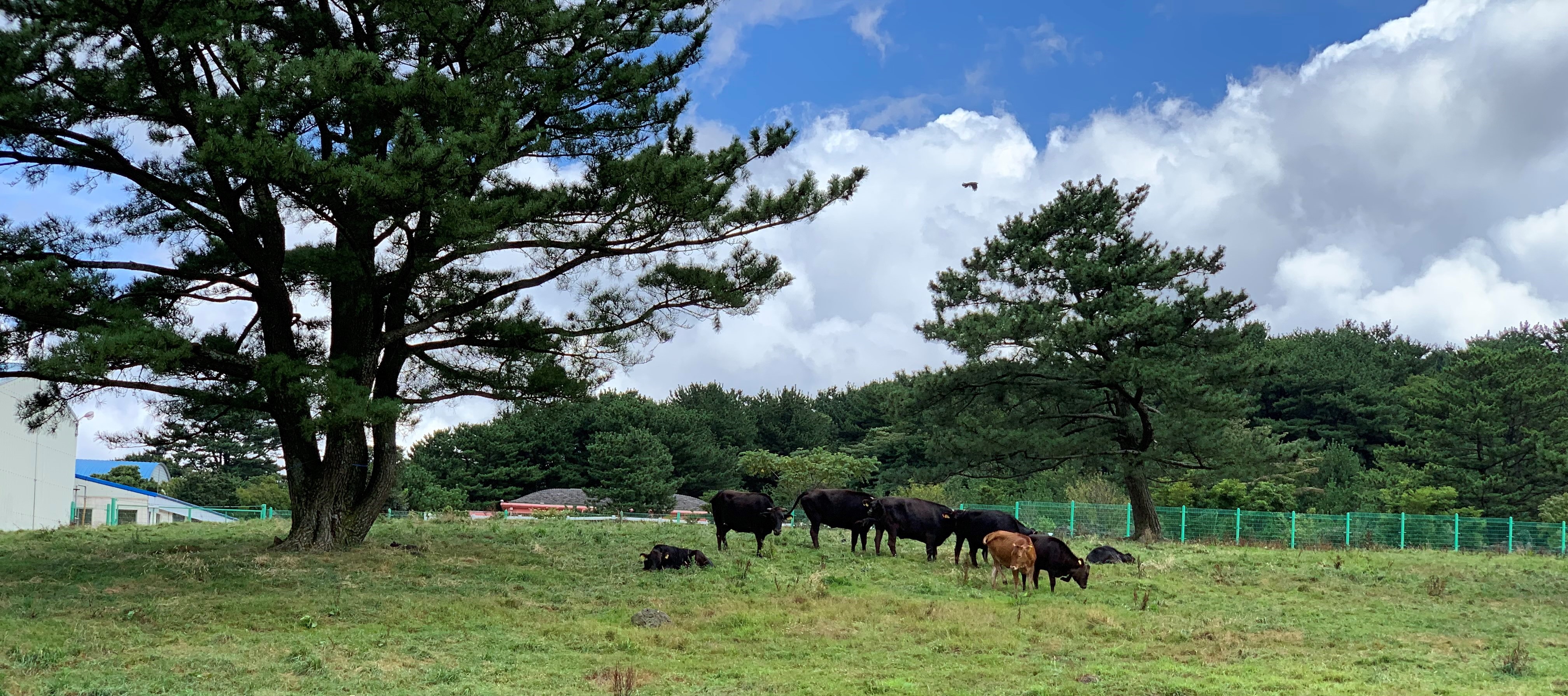 牛群在田野里吃草