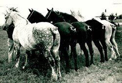 马，黑白照片