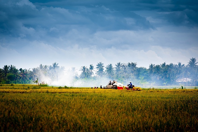 越南农业