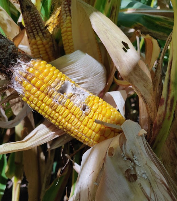 玉米穗和谷壳的伤口显示了豆虫的伤害。