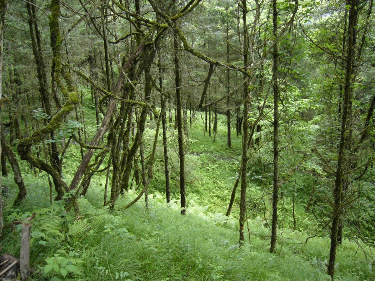 次生林在卧龙自然保护区
