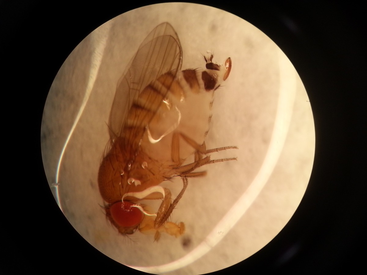 通过显微镜观察的斑翅果蝇