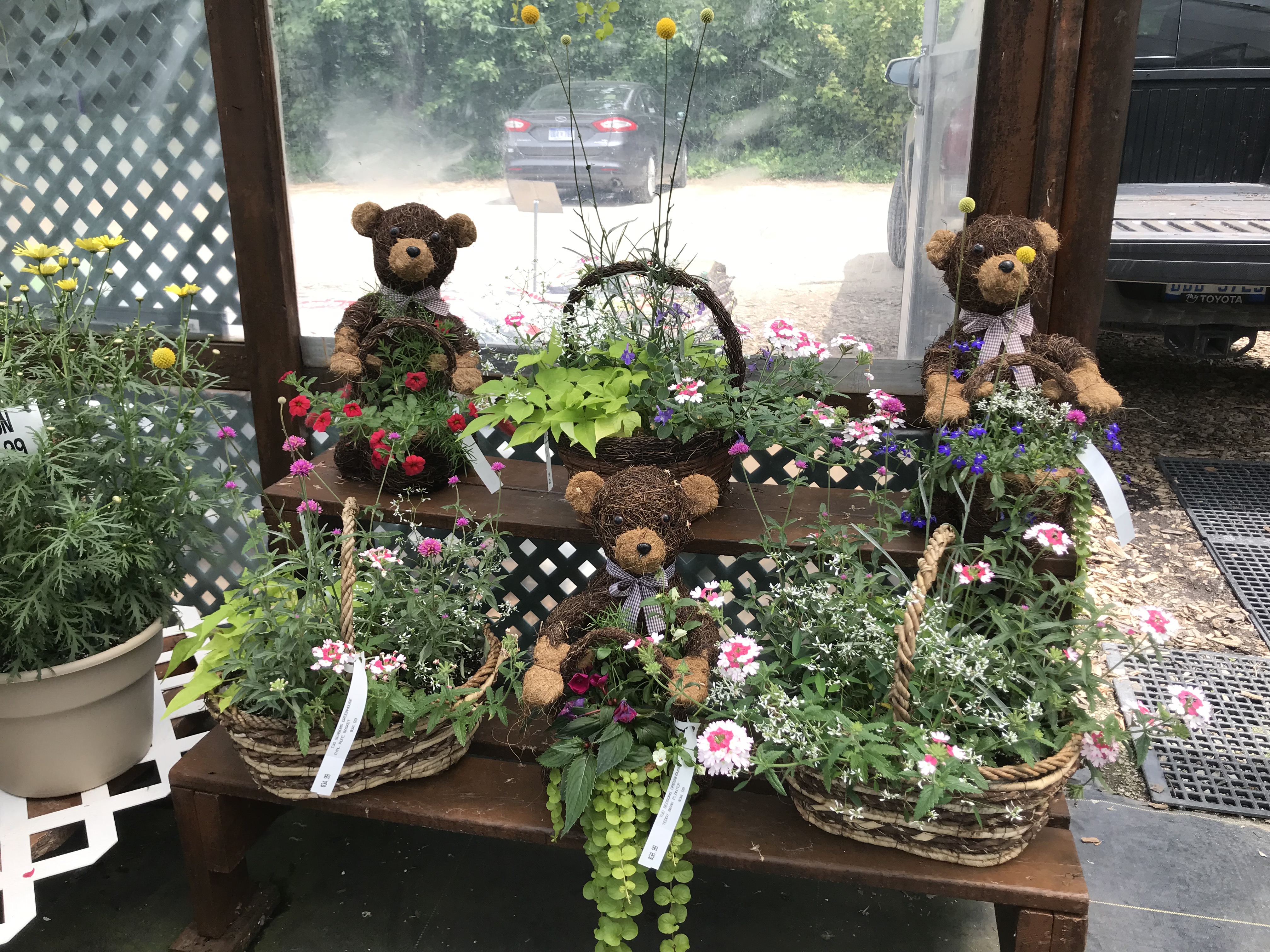 植物和泰迪熊
