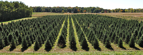 一排排的圣诞树生长在树木研究中心bob体育登录