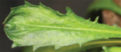 皱纹和Leaucanthemum增厚