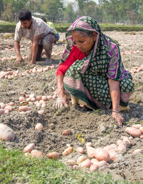 一名妇女从地里捡土豆