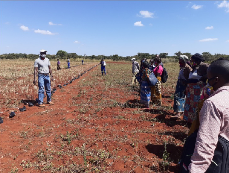 Kelvin Kamfwa博士促进赞比亚农民参与黄豆种质选择(2020年)