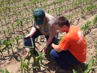 农业实习生在田间观察玉米幼苗