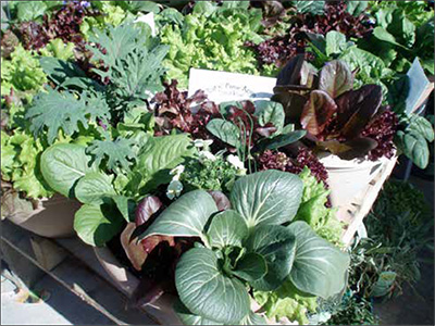 生菜可以组合成一个有趣的花园和美味的容器,可以减少每周。