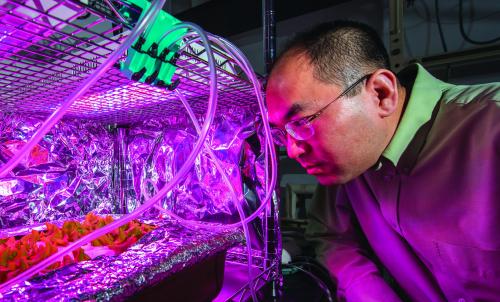 植物、土壤和微生物科学副教授李辉(Hui Lee)正在检查一项有关生菜如何从水中吸收抗生素的实验。
