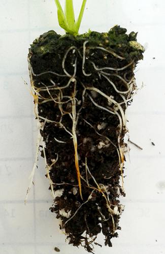 一个芹菜塞的特写，棕色的，腐烂的根可见。