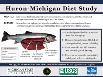 一张海报描述了鱼类饮食研究的胃收集过程