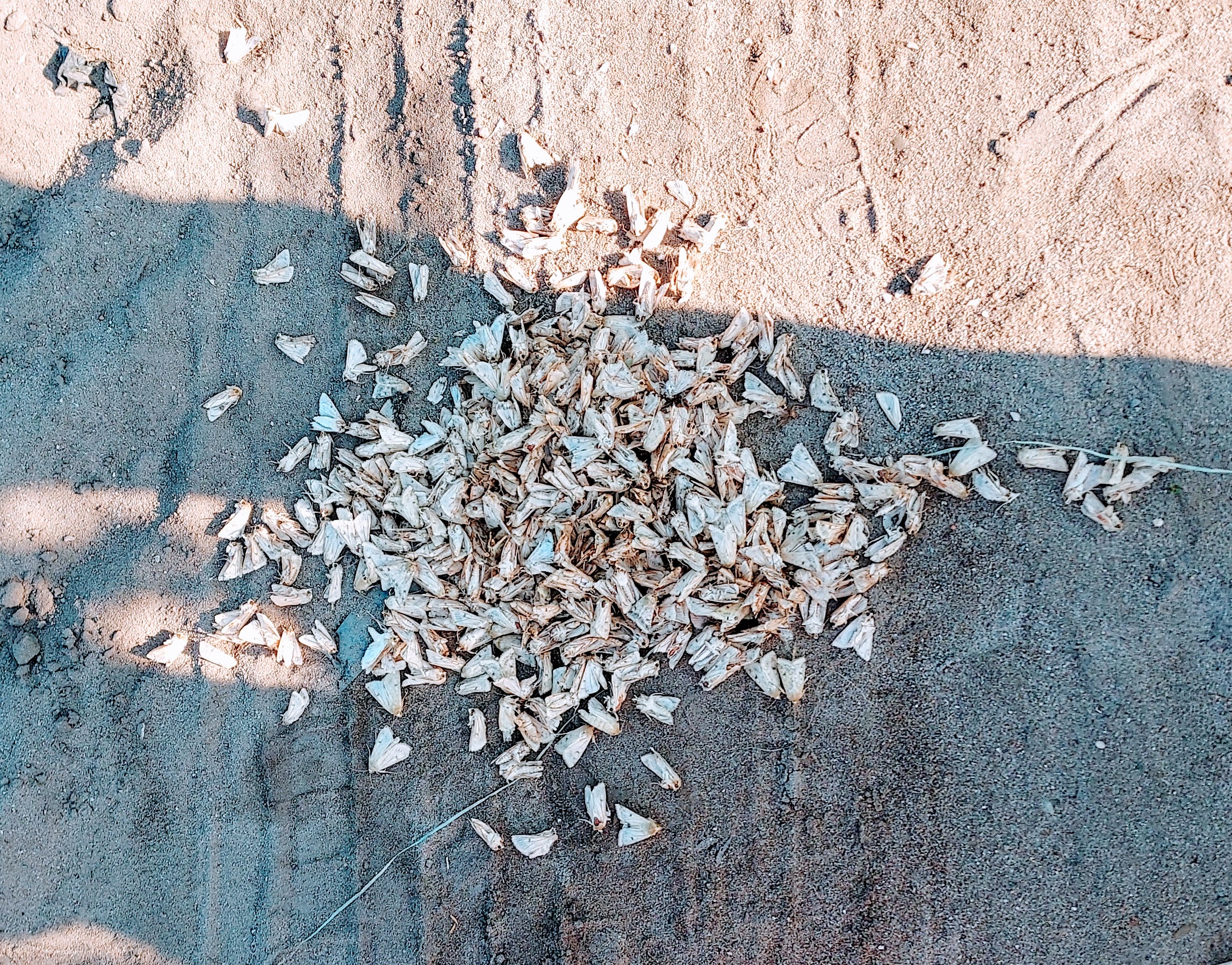 一堆死棉铃虫蛾在地上